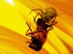 Khám phá con nhện có 'mặt người' trên thân kỳ lạ