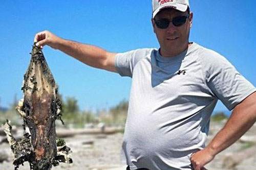 'Quái vật' đầu cá sấu, đuôi đầy gai nhọn trôi dạt vào bờ biển gây sốc