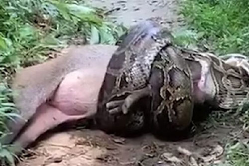 Trăn 'quái vật' siết chặt rồi nuốt trọn con lợn to hơn cả cơ thể mình