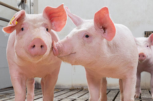 Được 'ông tơ bà nguyệt se duyên', những con giáp này đào hoa ngập lối, dễ dàng thoát ế trong tháng 7 Dương lịch