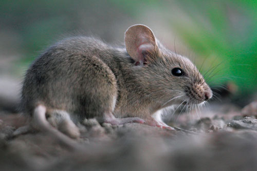 Bảng xếp hạng tài lộc 12 con giáp nửa cuối năm 2020: ‘Thần Tài’ sẽ chiếu cố ai?