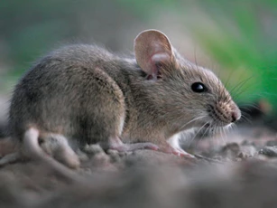 Bảng xếp hạng tài lộc 12 con giáp nửa cuối năm 2020: ‘Thần Tài’ sẽ chiếu cố ai?