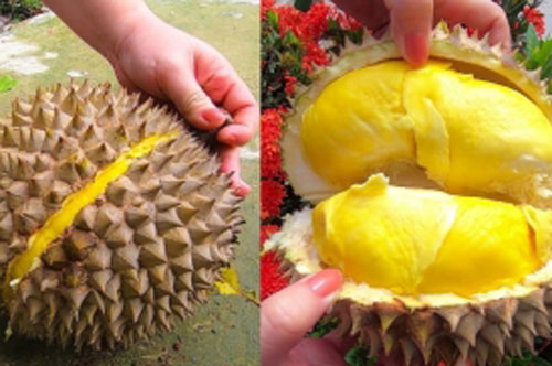 Mua sầu riêng đừng dại gì mà chọn quả đực, quả cái mới chuẩn ngon, chỉ liếc qua cũng biết