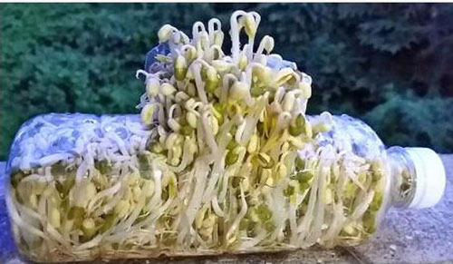 CLIP: Cách làm giá đỗ bằng chai nhựa cực dễ tại nhà