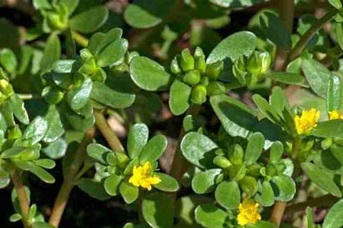 Rau sam và những lợi ích tuyệt vời