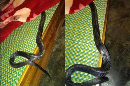 Hình ảnh con rắn đen đang cuộn mình trong chăn khiến ai nấy đều phải "xanh mặt"