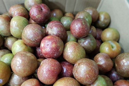 Mẹo chọn mận ngon ngọt, không sợ tẩm chất bảo quản