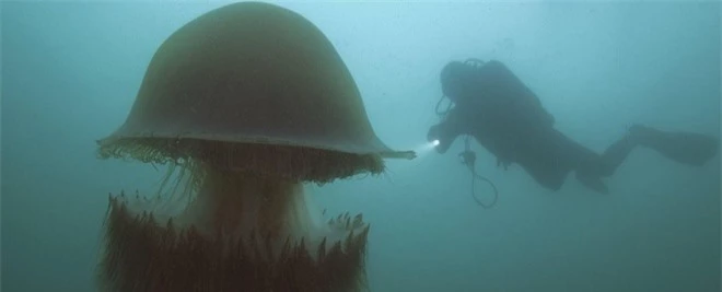 Bí ẩn của loài sứa khổng lồ với nọc độc chết người - 1