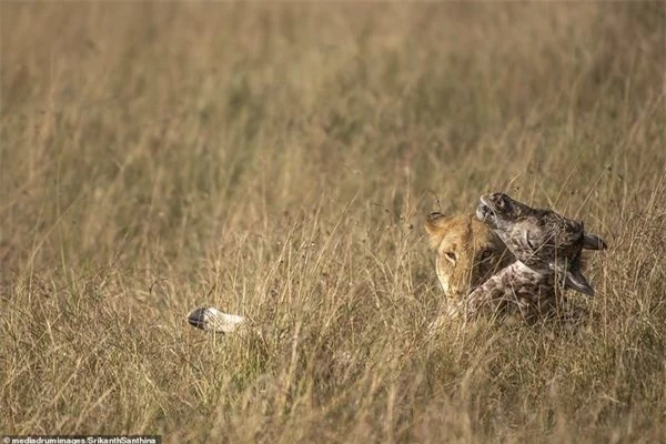 Hươu cao cổ mẹ tuyệt vọng nhìn con tử nạn trước nanh vuốt sư tử