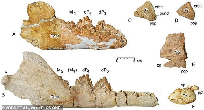 Xương Dorudon atrox