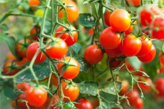 Cách chọn cà chua chín tự nhiên