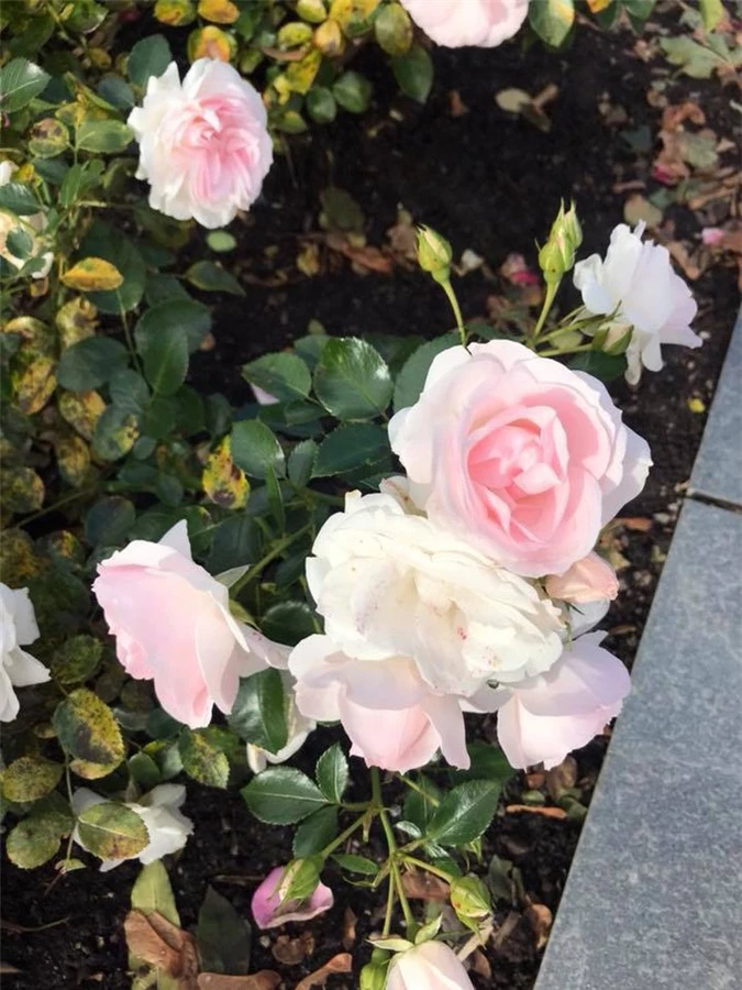 Hoa hồng bạch thơm ngát