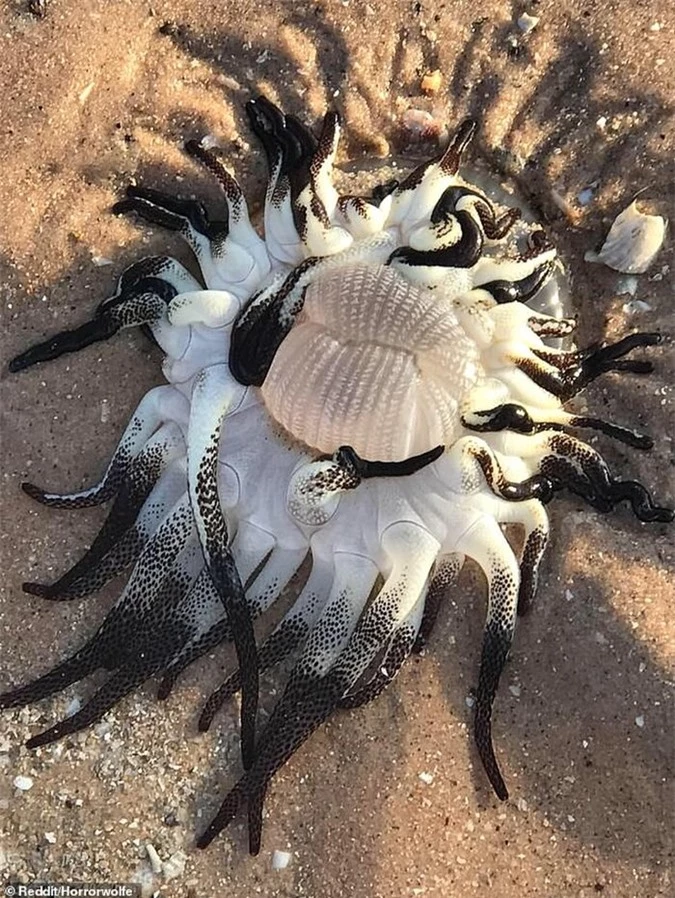 Quái vật kỳ dị thân nhiều xúc tu ngoe nguẩy xuất hiện tại bờ biển Úc - Tạp  chí Doanh nghiệp Việt Nam