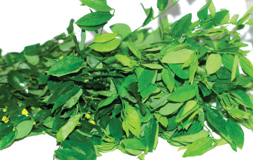 Bạn có biết mặt nạ rau ngót có thể làm mờ nám, tàn nhang chỉ sau 1 tuần sử dụng?