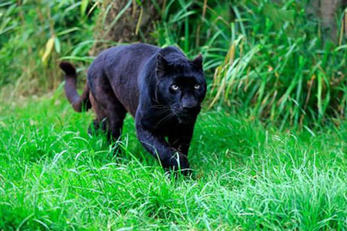 Đồng Nai: Thực hư thông tin 2 con báo đen 100kg xuất hiện gần nhà dân