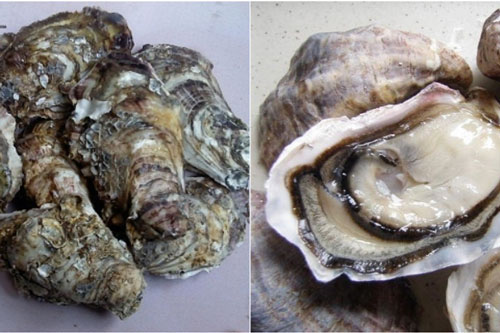 Cách chọn hàu tươi ngon, nhiều thịt