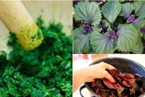 Bài thuốc hay từ tía tô, không còn lo ốm trong thời tiết giao mùa