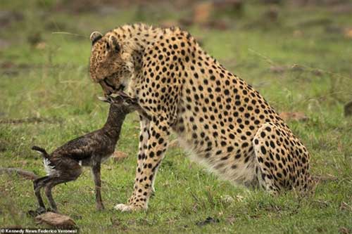 Báo hoa mai âu yếm linh dương mới sinh: Kết cục bi thương