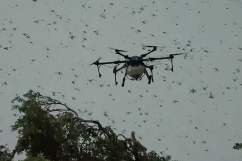 Ấn Độ sử dụng thiết bị bay không người lái để đuổi châu chấu