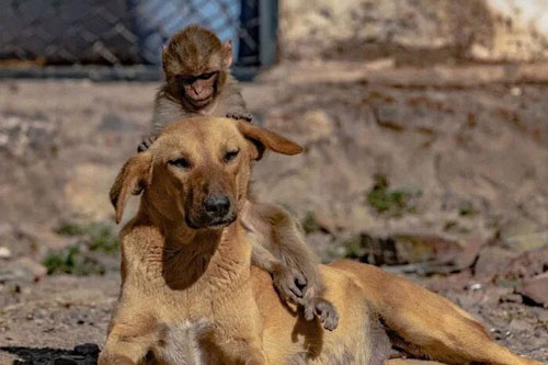 Chú chó mang thai nhận nuôi khỉ con mồ côi mẹ