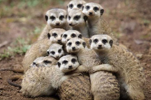 Loài động vật nào tàn nhẫn nhất thế giới?