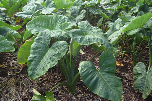 Loại rau người Việt thường dùng cho heo ăn lại là "thần dược" ngừa ung thư hiệu quả số 1