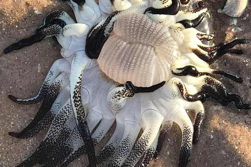 Quái vật kỳ dị thân nhiều xúc tu ngoe nguẩy xuất hiện tại bờ biển Úc