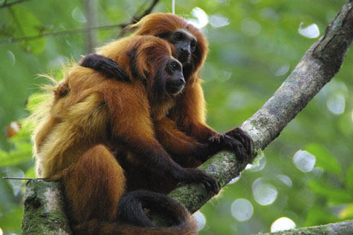 Dịch COVID-19 đe dọa hoạt động bảo tồn động vật quý hiếm