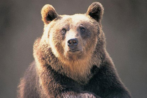 Gấu nâu bị phán tử hình do tấn công con người