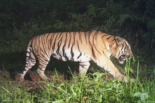 Vào rừng tìm cây dại, người đàn ông bị hổ vồ chết