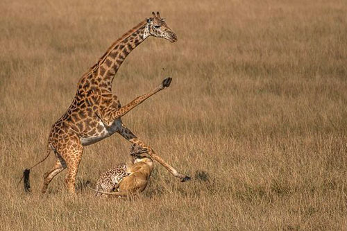 Hươu cao cổ mẹ tuyệt vọng nhìn con tử nạn trước nanh vuốt sư tử