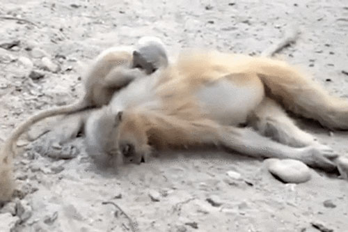 Xót xa trước khoảnh khắc khỉ con cố gắng lay xác mẹ qua đời vì điện giật