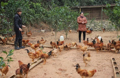 Chị Nông Thị Liêm chăm sóc đàn gà.
