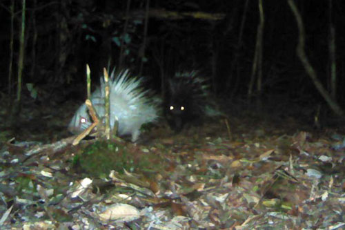 Phát hiện nhím bạch tạng đầu tiên của Đông Nam Á tại Lâm Đồng