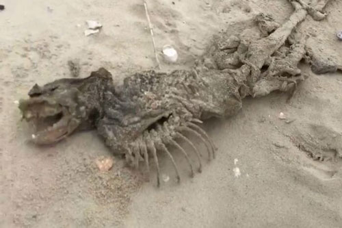 Bí ẩn về sinh vật biến dị không có mắt dạt vào bờ biển Mỹ