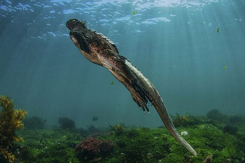 Sinh vật lạ uy hiếp hàng trăm loài ở hòn đảo đẹp nhất thế giới