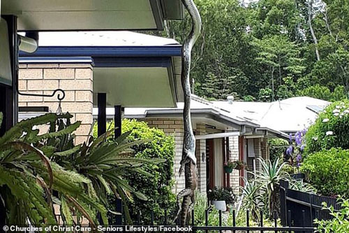 Trăn 'khủng' treo mình trên nóc nhà dân nuốt kỳ đà