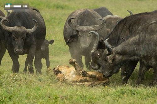 Sư tử 'bất lực' chống đỡ đàn trâu rừng hung hãn