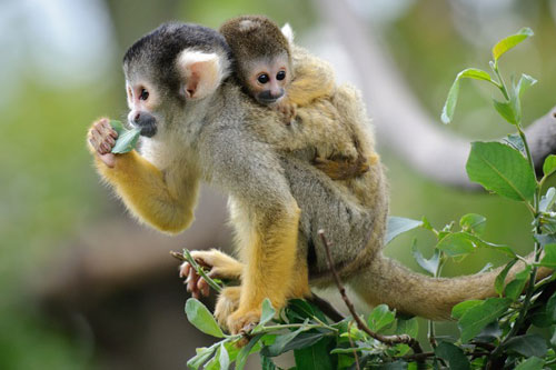 'Thần Tài chỉ mặt', những con giáp này dễ giàu lên nhanh chóng, tiền đè 'ngộp thở’ trong tháng 7 Dương lịch