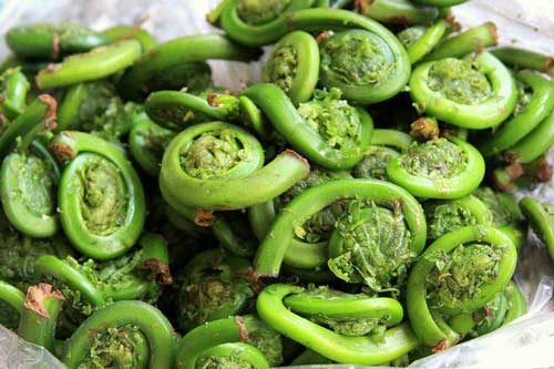 Loại "rau trường thọ" mọc đầy ở Việt Nam nhưng đang bị ném bỏ