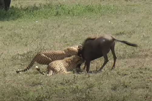 CLIP: Linh dương đầu bò bỏ mạng dưới nanh vuốt của hai con báo săn