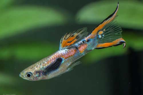 Độc chiêu giúp cá bảy màu nhỏ xíu né được kẻ thù