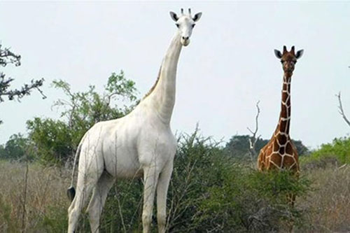 Phát hiện một con hươu cao cổ lông trắng quý hiếm ở Kenya