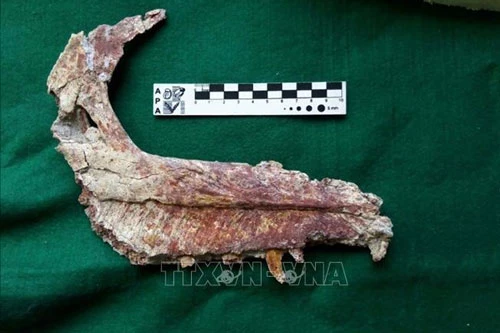 Hóa thạch của một loài khủng long mới tồn tại cách đây 90 triệu năm tại khu vực Patagonia, Argentina. Ảnh: AFP/TTXVN.
