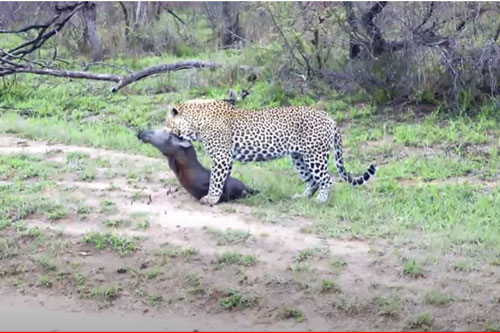 CLIP: Báo hoa mai đoạt mạng lợn bướu trong "chớp mắt"