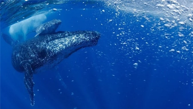 Cá voi lưng gù 'hồi sinh' sau khi gần tuyệt chủng - ảnh 1