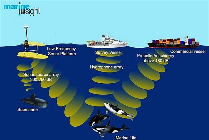 Động vật, cỏ cây cũng… mệt mỏi vì tiếng ồn - ảnh 1