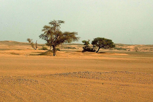 Sa mạc Sahara trước đây là một vùng đất xanh tươi màu mỡ.