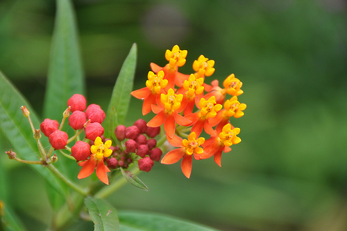 Những loại cây cảnh đẹp nhưng chứa chất cực độc, người trồng ít ai biết