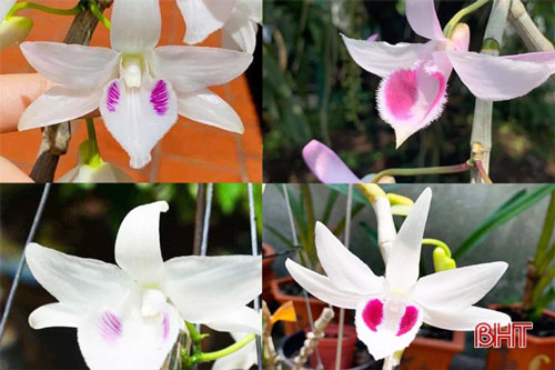 Hà tĩnh: Làm giàu từ nghề nhân giống hoa lan